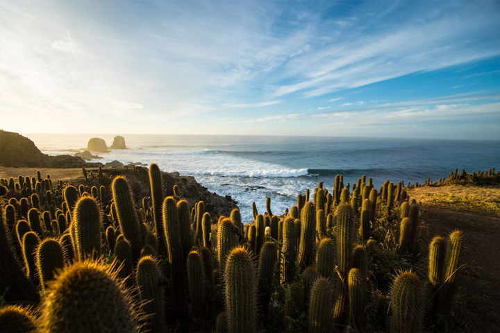 Punta de Lobos Park, with more than 600,000 visitors a year, is a 2.2-hectare space that borders the Pacific Ocean at Punta de Lobos, where powerful and long waves break, with impressive cliffs behind, filled with sclerophyllous vegetation native to the central zone. Its purpose is implementing a conservation and restoration project along with the community, oriented to the restoration of marine and land biodiversity, the promotion of traditional activities and the development of local economies allowing for sustainability. Photo: Rodrigo Farías.