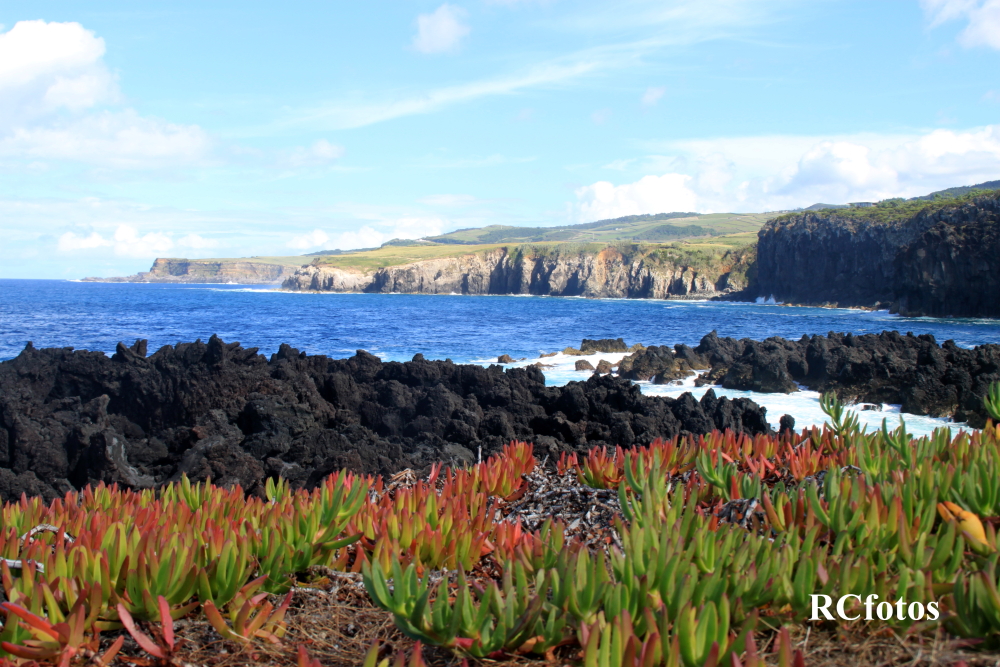 Within the Terceira Natural Park, there is Costa das Quatro Ribeiras, a protected area for habitat or species management of about 57 hectares. This area includes a geosite of the Azores Geopark (UNESCO Global Geopark), which borders a marine protected area for resource management. It is a Special Area of Conservation (SAC) of the Natura 2000 Network and is part of the BirdLife International’s Important Bird Area (IBA). Photo: RC Fotos.